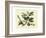 Delicate Botanical I-Samuel Curtis-Framed Premium Giclee Print