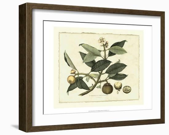 Delicate Botanical I-Samuel Curtis-Framed Premium Giclee Print