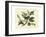 Delicate Botanical I-Samuel Curtis-Framed Premium Giclee Print