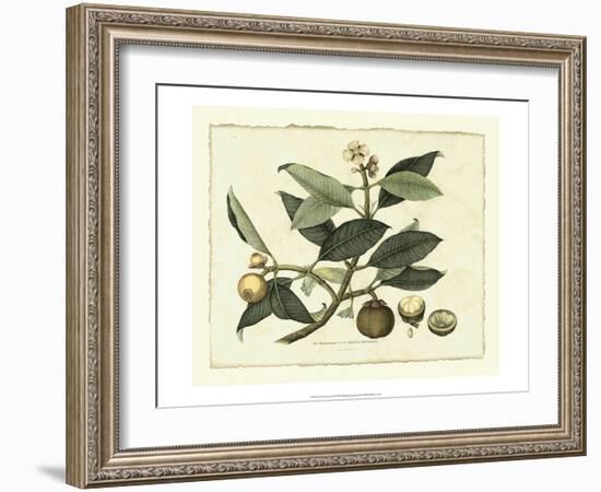 Delicate Botanical I-Samuel Curtis-Framed Art Print