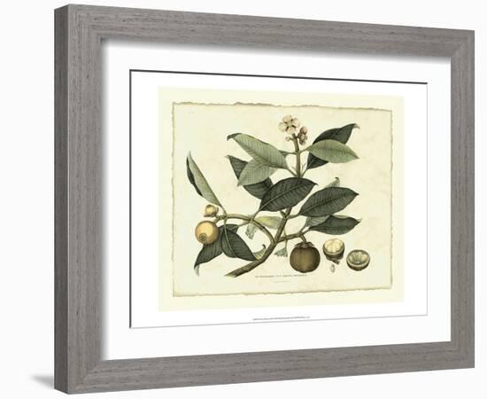 Delicate Botanical I-Samuel Curtis-Framed Art Print