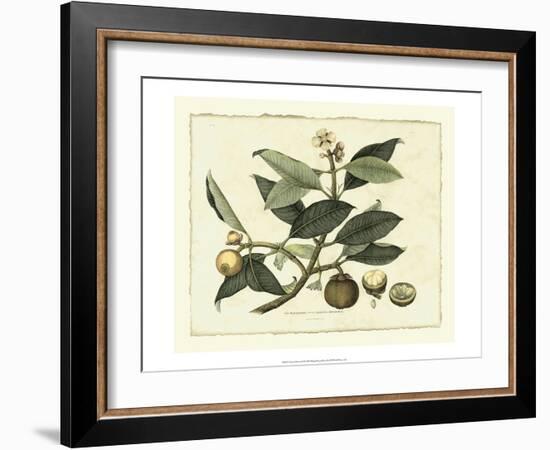 Delicate Botanical I-Samuel Curtis-Framed Art Print