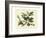 Delicate Botanical I-Samuel Curtis-Framed Art Print