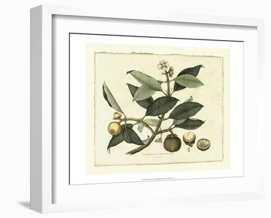 Delicate Botanical I-Samuel Curtis-Framed Art Print