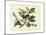 Delicate Botanical I-Samuel Curtis-Mounted Art Print