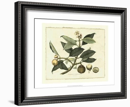 Delicate Botanical I-Samuel Curtis-Framed Art Print