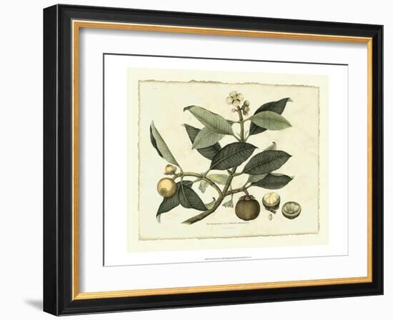 Delicate Botanical I-Samuel Curtis-Framed Art Print