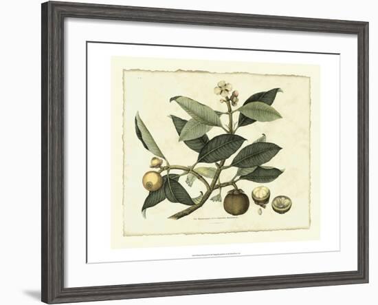 Delicate Botanical I-Samuel Curtis-Framed Art Print