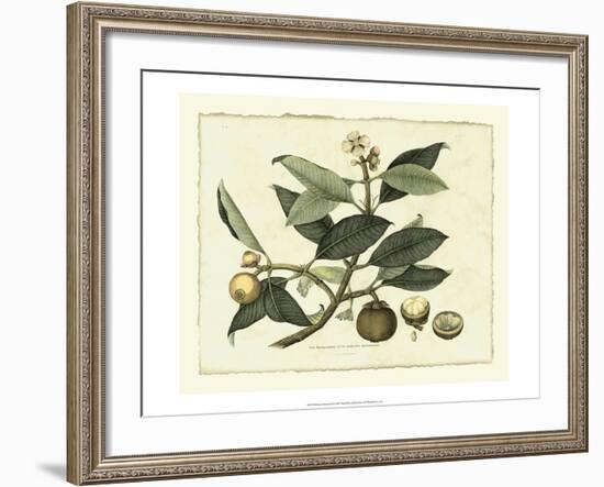 Delicate Botanical I-Samuel Curtis-Framed Art Print