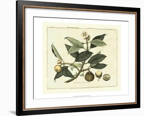 Delicate Botanical I-Samuel Curtis-Framed Art Print