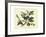 Delicate Botanical I-Samuel Curtis-Framed Art Print