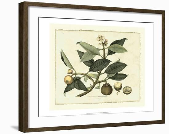 Delicate Botanical I-Samuel Curtis-Framed Art Print