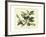 Delicate Botanical I-Samuel Curtis-Framed Art Print