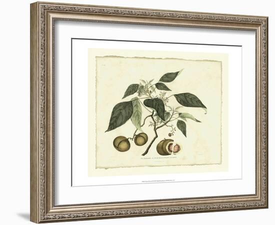 Delicate Botanical II-Samuel Curtis-Framed Art Print