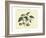 Delicate Botanical II-Samuel Curtis-Framed Art Print