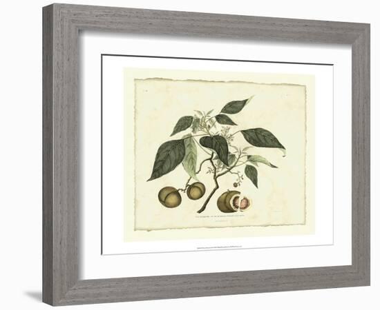 Delicate Botanical II-Samuel Curtis-Framed Art Print