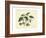 Delicate Botanical II-Samuel Curtis-Framed Art Print