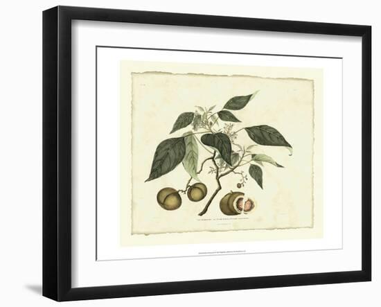 Delicate Botanical II-Samuel Curtis-Framed Art Print