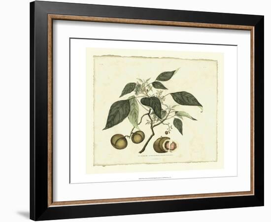 Delicate Botanical II-Samuel Curtis-Framed Art Print