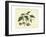 Delicate Botanical II-Samuel Curtis-Framed Art Print