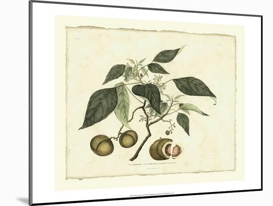 Delicate Botanical II-Samuel Curtis-Mounted Art Print