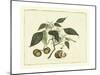 Delicate Botanical II-Samuel Curtis-Mounted Art Print