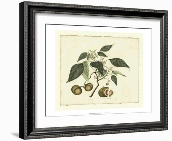 Delicate Botanical II-Samuel Curtis-Framed Art Print