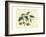 Delicate Botanical II-Samuel Curtis-Framed Art Print