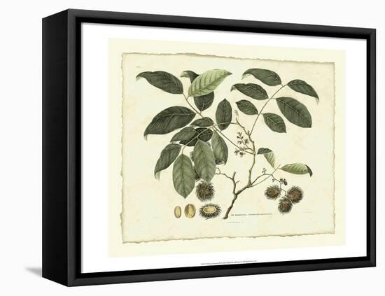 Delicate Botanical III-Samuel Curtis-Framed Stretched Canvas