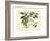 Delicate Botanical III-Samuel Curtis-Framed Art Print