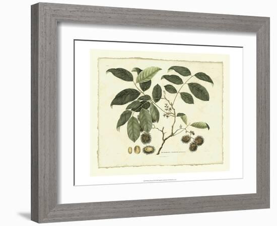 Delicate Botanical III-Samuel Curtis-Framed Art Print