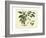 Delicate Botanical III-Samuel Curtis-Framed Art Print