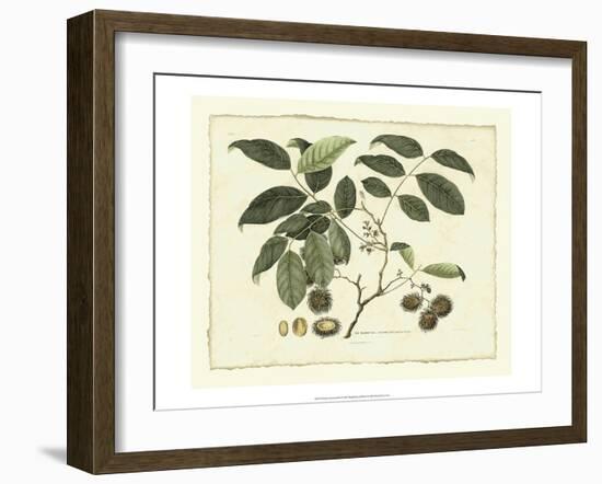 Delicate Botanical III-Samuel Curtis-Framed Art Print