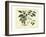 Delicate Botanical III-Samuel Curtis-Framed Art Print