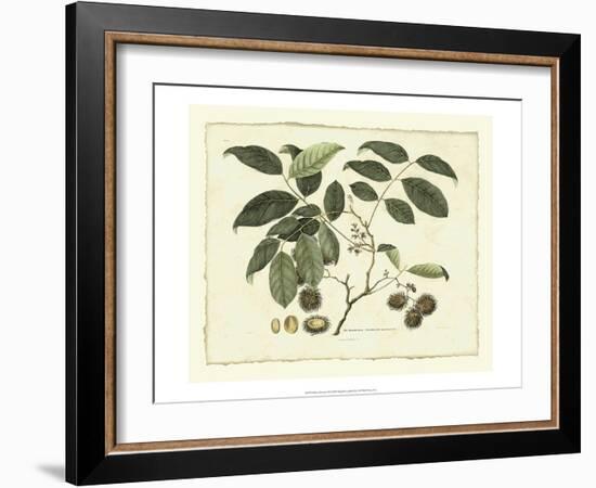 Delicate Botanical III-Samuel Curtis-Framed Art Print