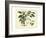 Delicate Botanical III-Samuel Curtis-Framed Art Print