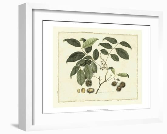 Delicate Botanical III-Samuel Curtis-Framed Art Print