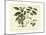 Delicate Botanical III-Samuel Curtis-Mounted Art Print