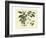 Delicate Botanical III-Samuel Curtis-Framed Art Print