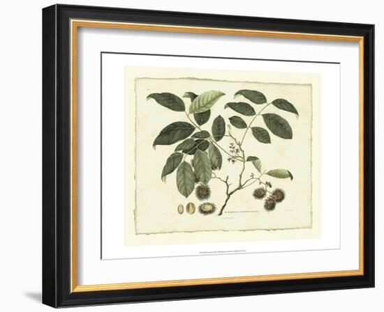 Delicate Botanical III-Samuel Curtis-Framed Art Print