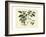 Delicate Botanical III-Samuel Curtis-Framed Art Print