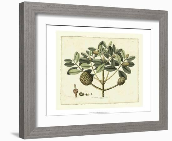 Delicate Botanical IV-Samuel Curtis-Framed Art Print