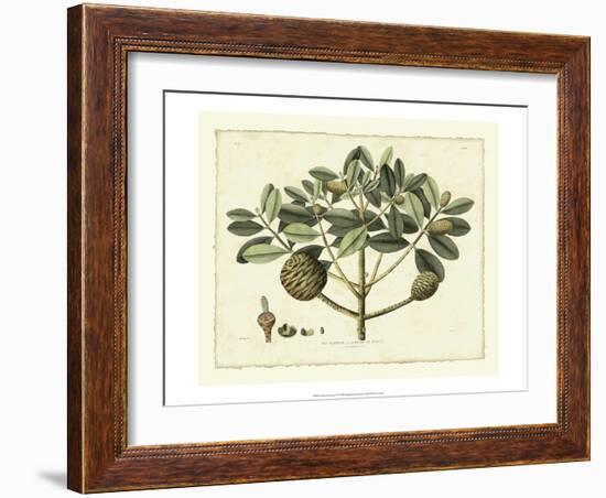 Delicate Botanical IV-Samuel Curtis-Framed Art Print