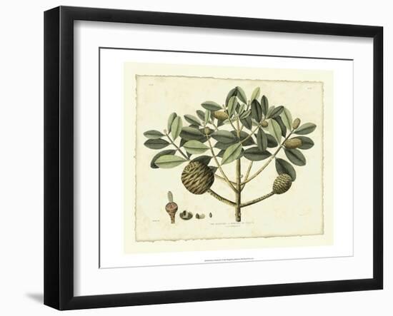 Delicate Botanical IV-Samuel Curtis-Framed Art Print