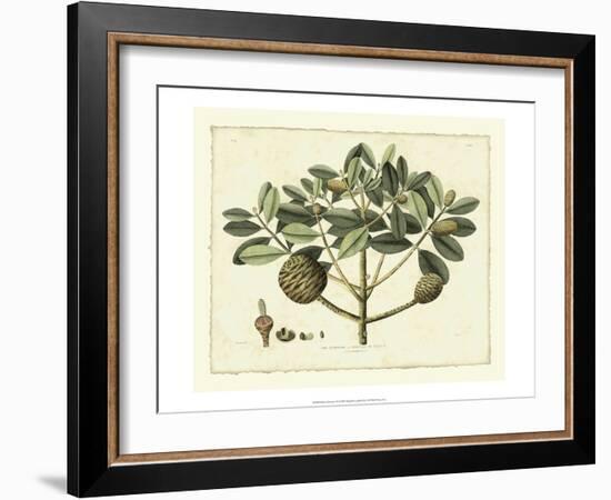 Delicate Botanical IV-Samuel Curtis-Framed Art Print