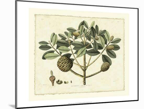 Delicate Botanical IV-Samuel Curtis-Mounted Art Print