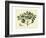 Delicate Botanical IV-Samuel Curtis-Framed Art Print