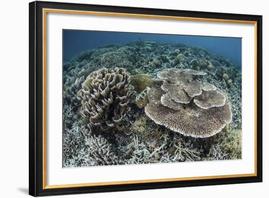 Delicate Corals Grow Near the Island of Flores in Indonesia-Stocktrek Images-Framed Photographic Print