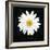 Delicate Daisy I-Grace Popp-Framed Art Print