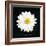 Delicate Daisy II-Grace Popp-Framed Art Print